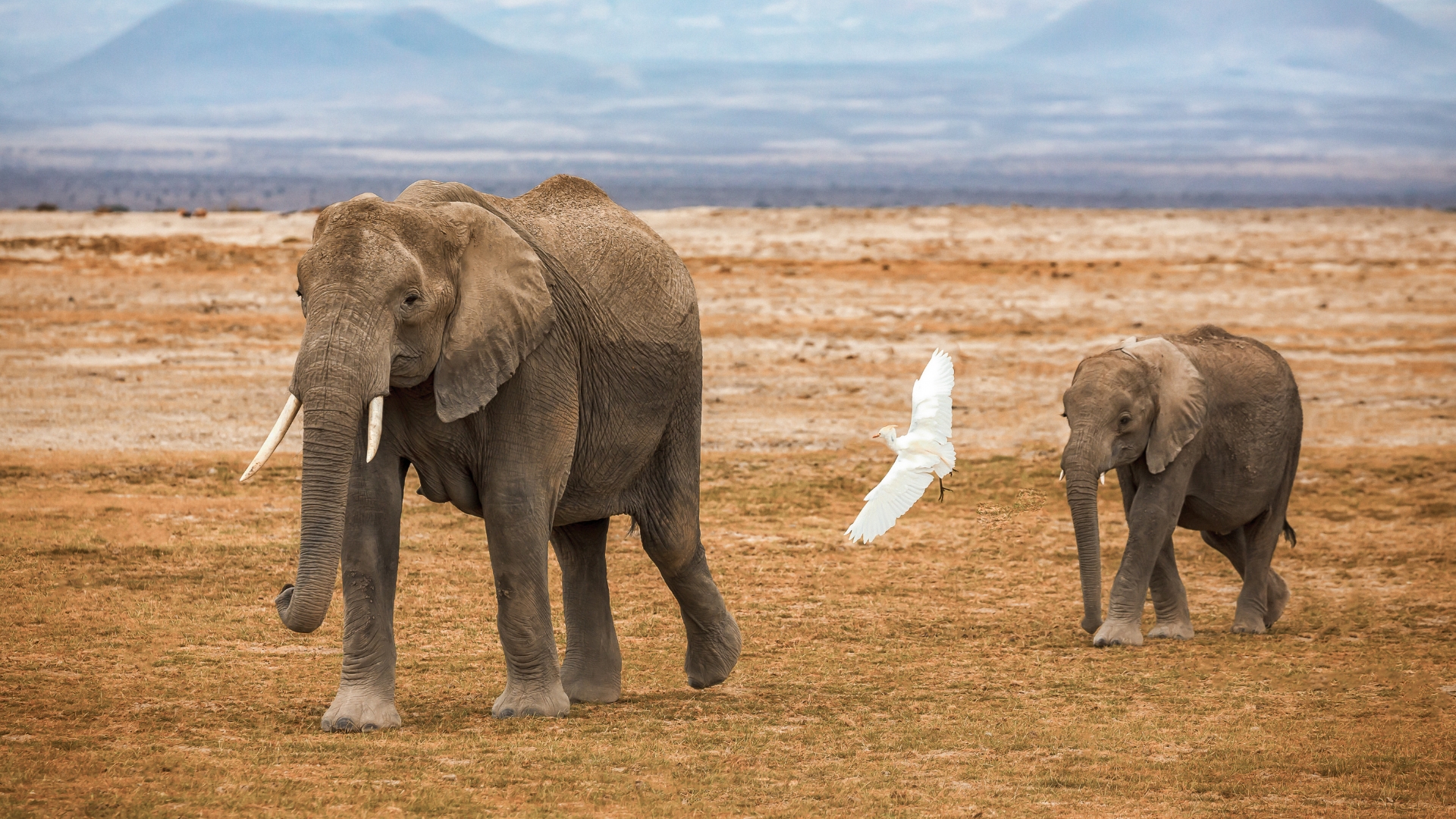 Elefanten im Amboseli