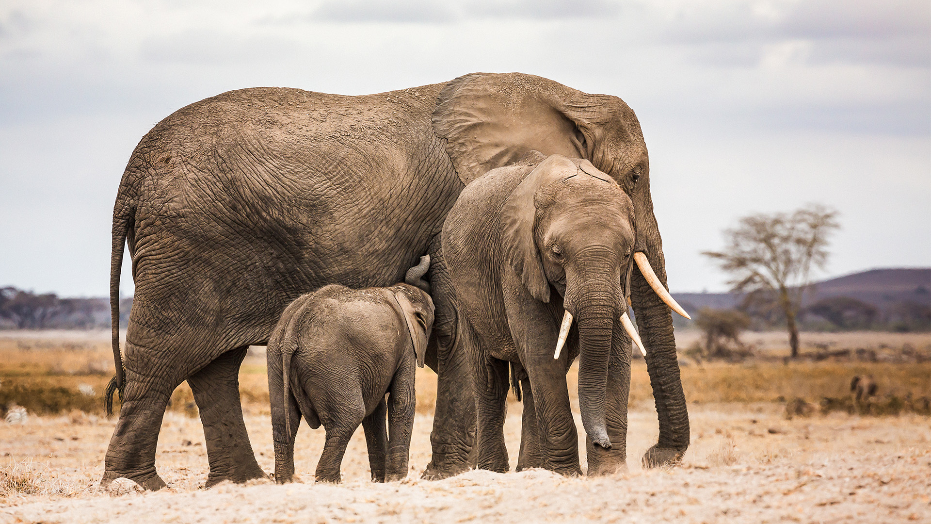 Elefanten im Amboseli