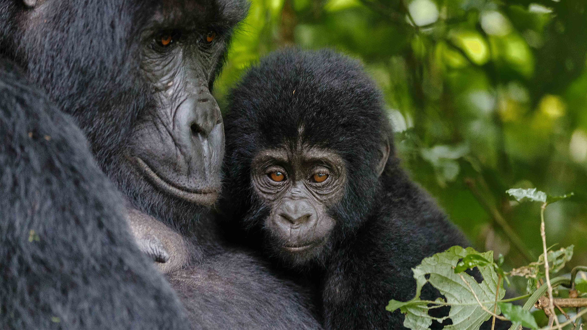Primaten-Safaris Gorilla