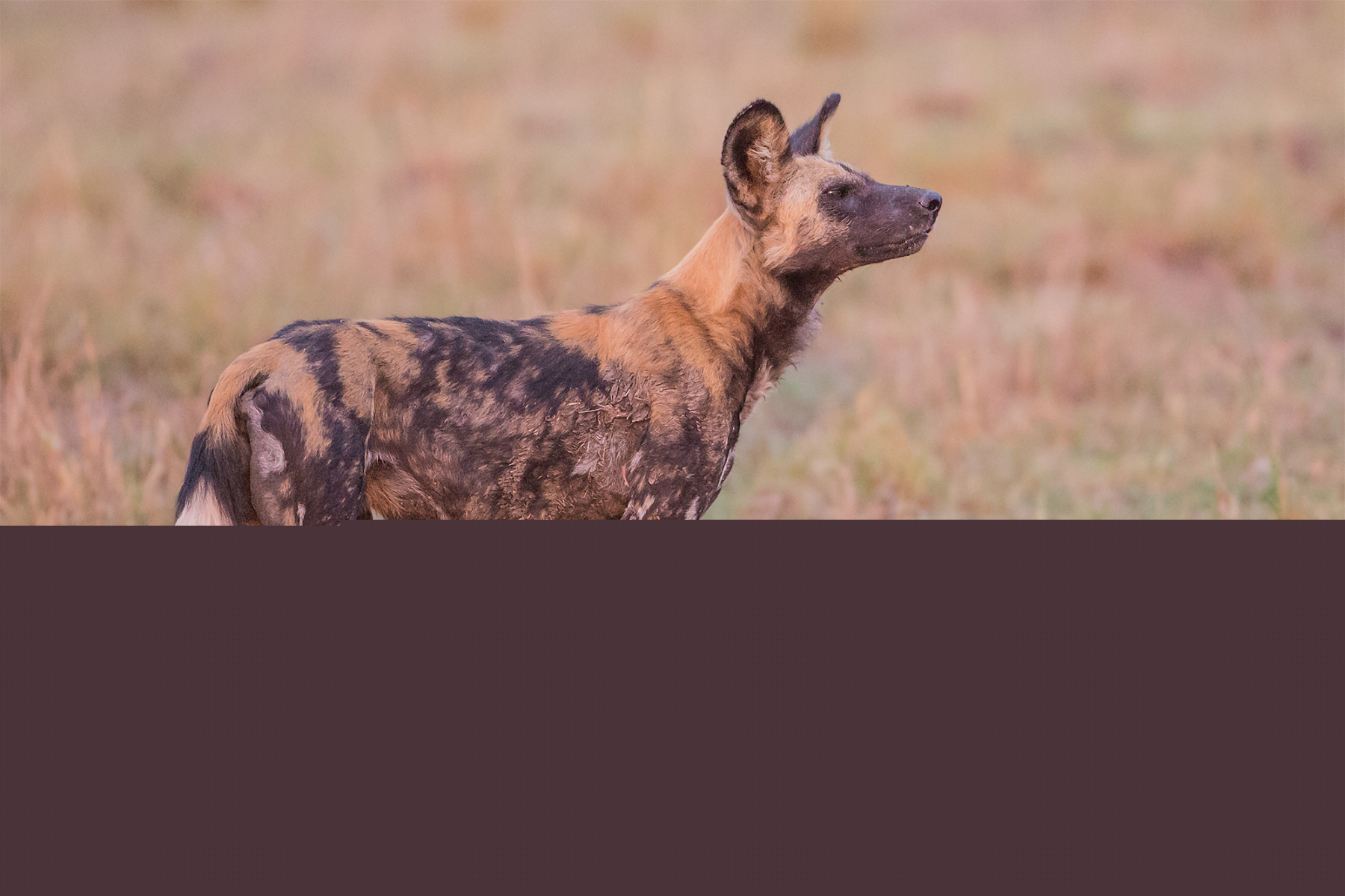 South Luangwa Intensiv