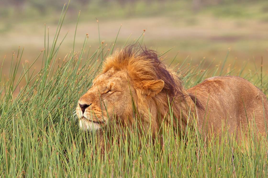 Tansania Kompakt Safari