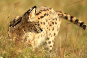 Serval der Masai Mara