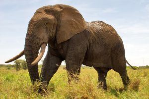 Elefant