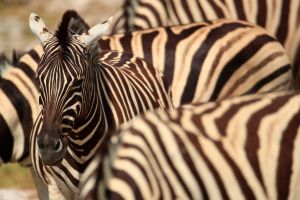 Zebras Etosha