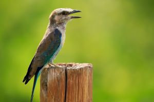 Vogel