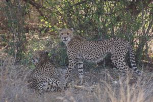 Geparden in Samburu