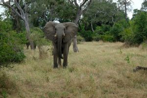 Simbabwe´s Wildlife