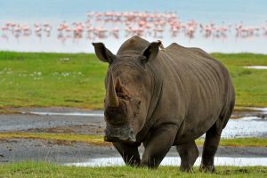 Nashorn in Nakuru