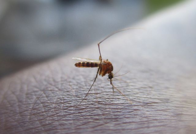 Schutz vor Malaria in Afrika - Tipps und Infos