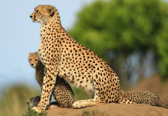 Kenia Ultimate Safari